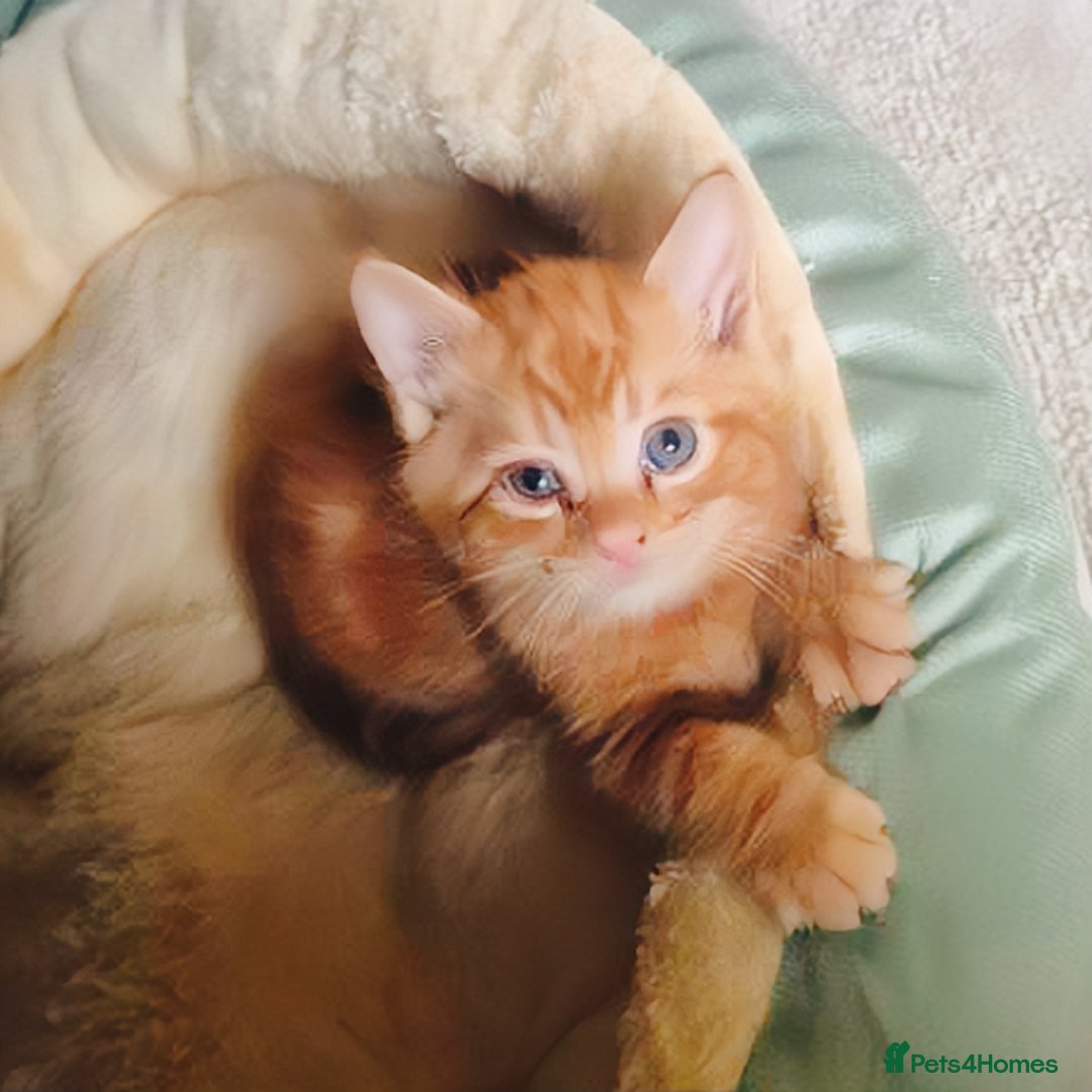 European cats for sale: 4 Adorable Kittens😻 Ready for Loving homes - Image 5