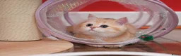 Scottish Fold cats for sale: Scottish fold and straight girls - Advert 2