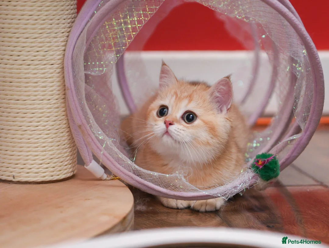 Scottish Fold cats for sale: Scottish fold and straight girls - Advert 2