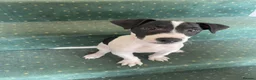 Jack Russell dogs for sale: 2 beautiful male Jack Russells - Advert 6