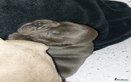 French Bulldog dogs for sale: 9 week old frenchie puppies  - Image 3
