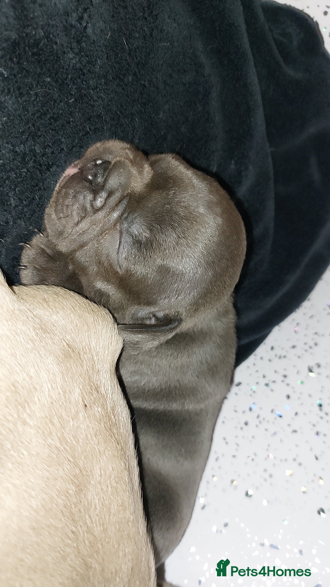 French Bulldog dogs for sale: 9 week old frenchie puppies  - Image 3