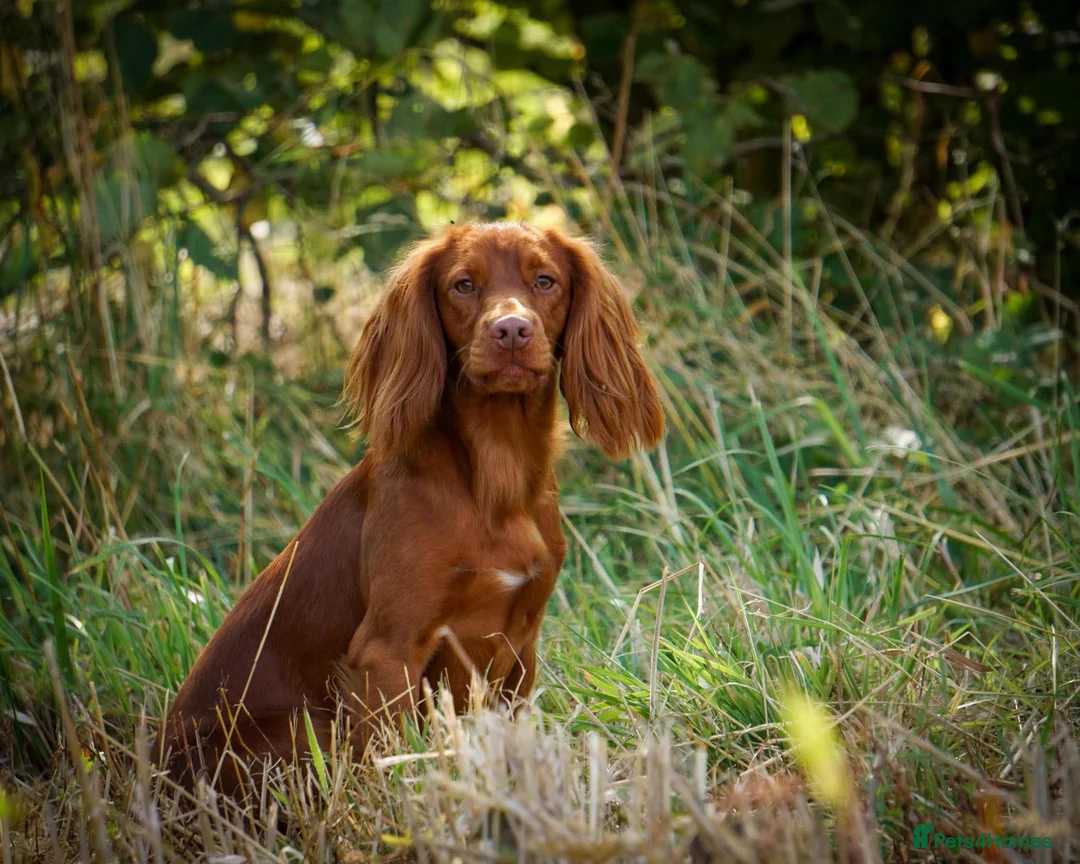 Cocker Spaniel dogs for sale: Quality KC Registered Working Cocker Spaniel Pups - Advert 8