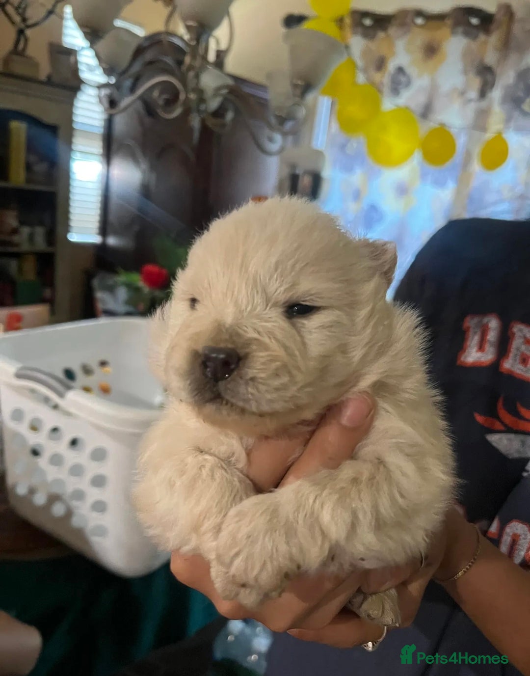 Chow Chow dogs for sale:  **  Litter of  Chow Chow Puppies - Advert 18