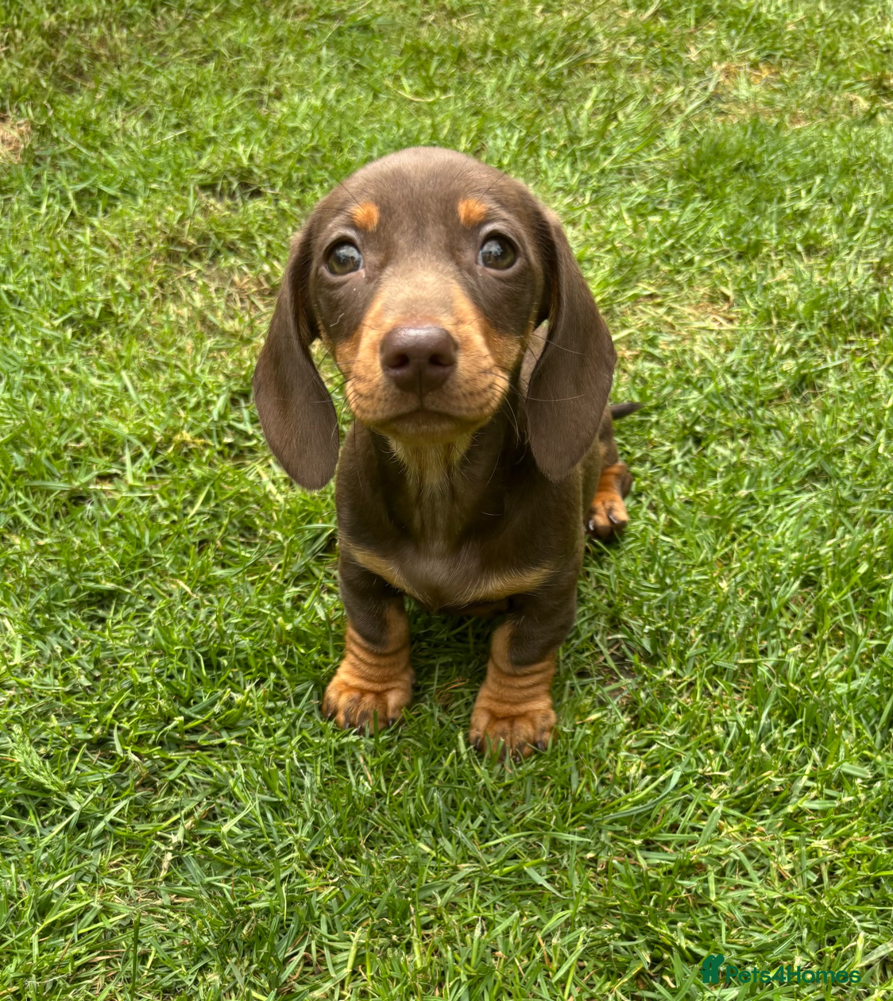 Miniature Dachshund dogs Stunning Miniature Dachshund puppies KC reg  - Advert 6