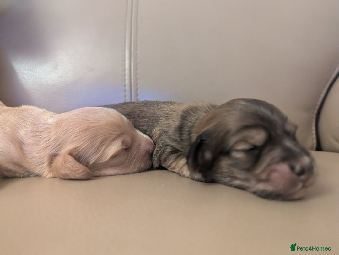 Miniature Dachshund dogs for sale: Long haired miniature dachshunds  - Advert 3