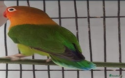 Lovebirds birds for sale: Lovebirds for sale  - Image 8
