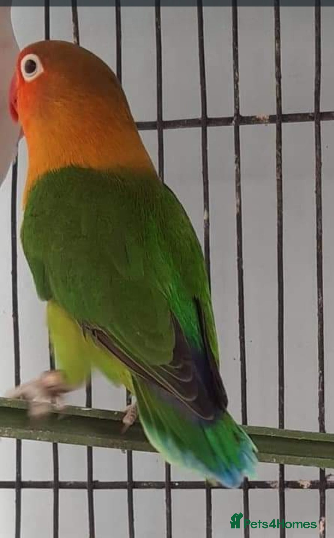 Lovebirds birds for sale: Lovebirds for sale  - Image 8