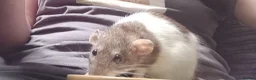 Rat rodents for sale: Rats for sale with cage and accessories in Colne - Advert 5