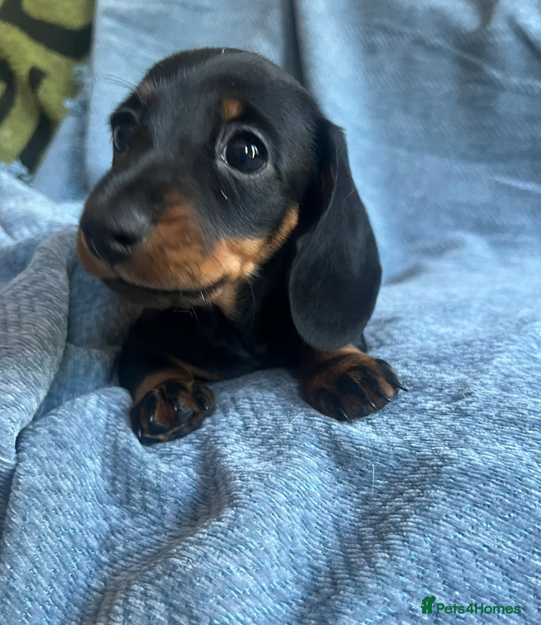 Miniature Dachshund dogs Gorgeous kaninchen/miniature puppies - Advert 9