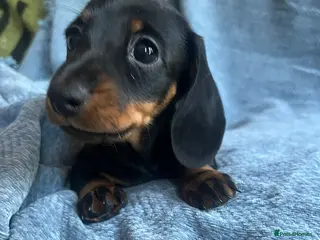 Miniature Dachshund dogs Gorgeous kaninchen/miniature puppies - Advert 9