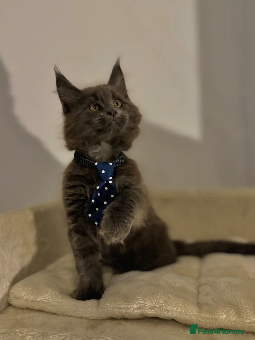 Maine Coon cats for sale: 3 Beautiful Mainecoon kittens in Gosport - Advert 2