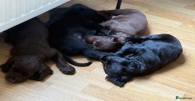 Cocker Spaniel dogs - Advert 2