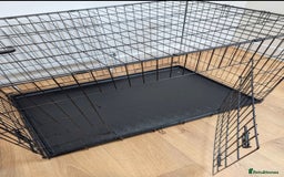 Bocker dogs for sale: 🐶 Cocker Spaniel x Beagle (Bocker) Puppy 🐶 - Image 17