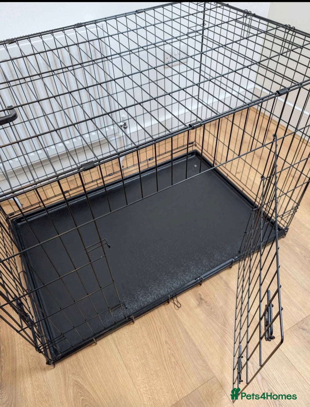 Bocker dogs for sale: 🐶 Cocker Spaniel x Beagle (Bocker) Puppy 🐶 - Image 17