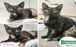 Mixed Breed cats for adoption: Tina - beautiful girl - Image 1
