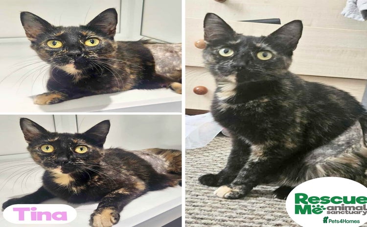 Mixed Breed cats - Advert 2