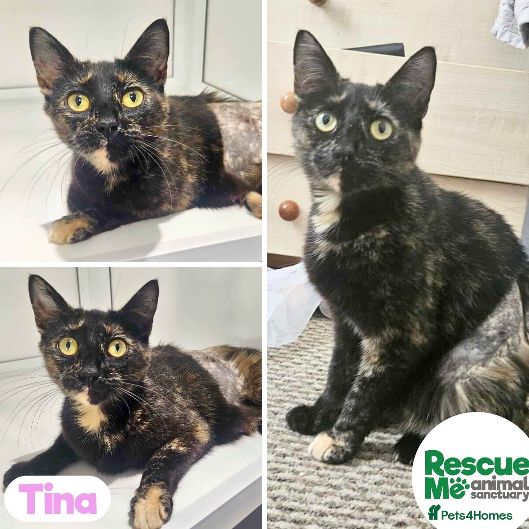 Mixed Breed cats for adoption: Tina - beautiful girl - Image 1