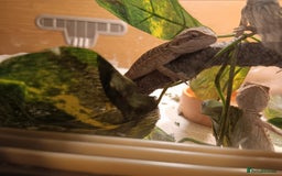 Bearded Dragon reptiles for sale: Stunning baby bearded dragons  - Image 2