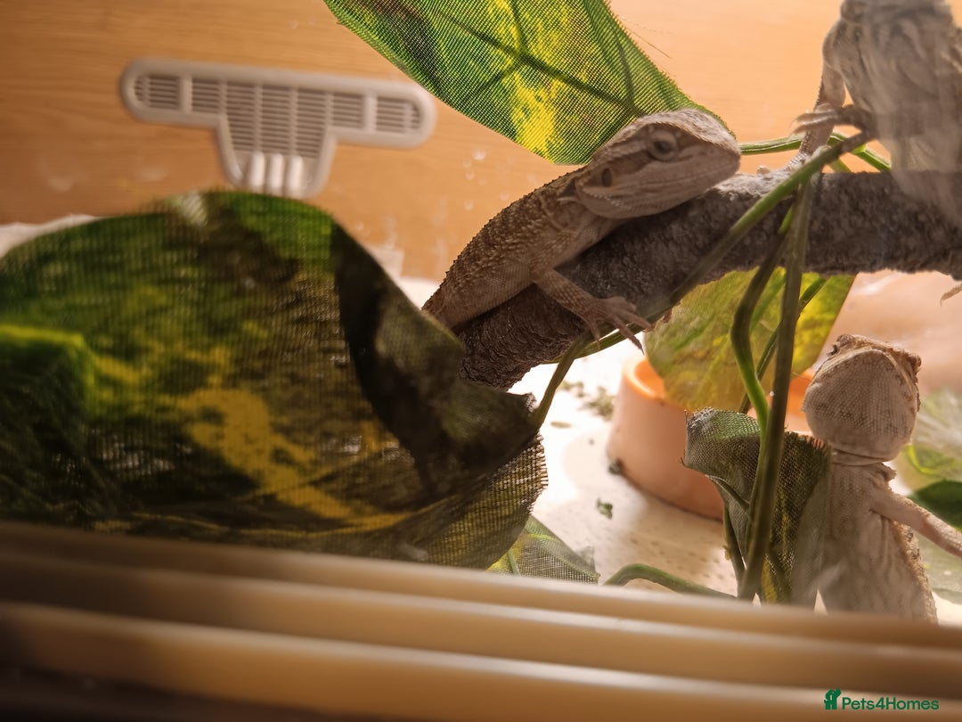 Bearded Dragon reptiles for sale: Stunning baby bearded dragons  - Image 2