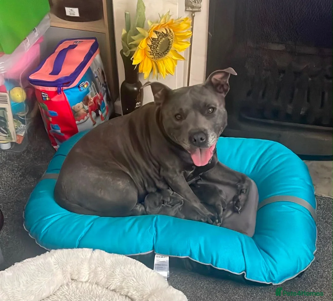 Staffordshire Bull Terrier dogs for sale: Amazing Staffordshire bull terrier litter!  in Welwyn Garden City - Advert 2