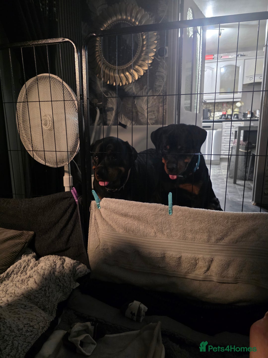 Rottweiler dogs for sale: Chunky Rottweiler puppies for sale  - Advert 15