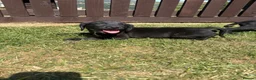 Springador dogs for sale: Springador Puppies🐶 in Corwen - Advert 6