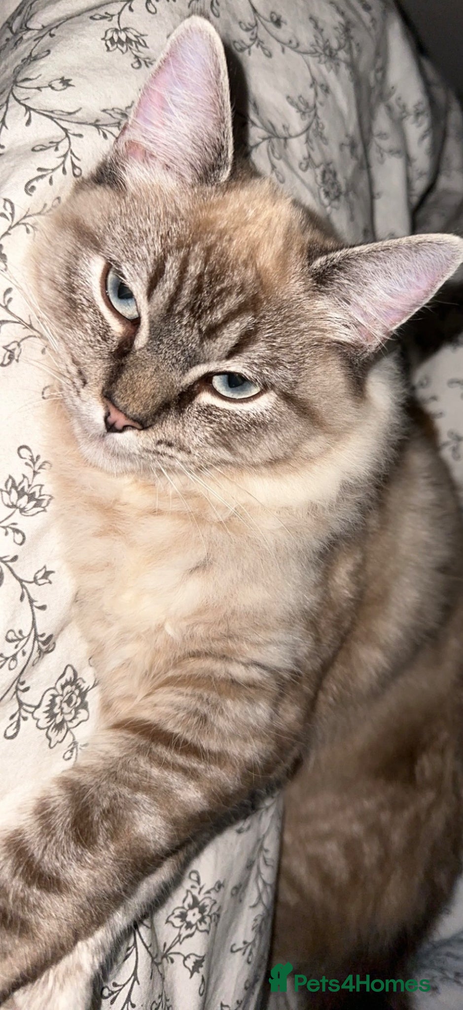 Mixed Breed cats for sale: Ragdoll mix male cat  - Advert 4