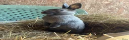 Polish rabbits for sale: Stunning litter of polish dwarf rabbits  - Advert 4