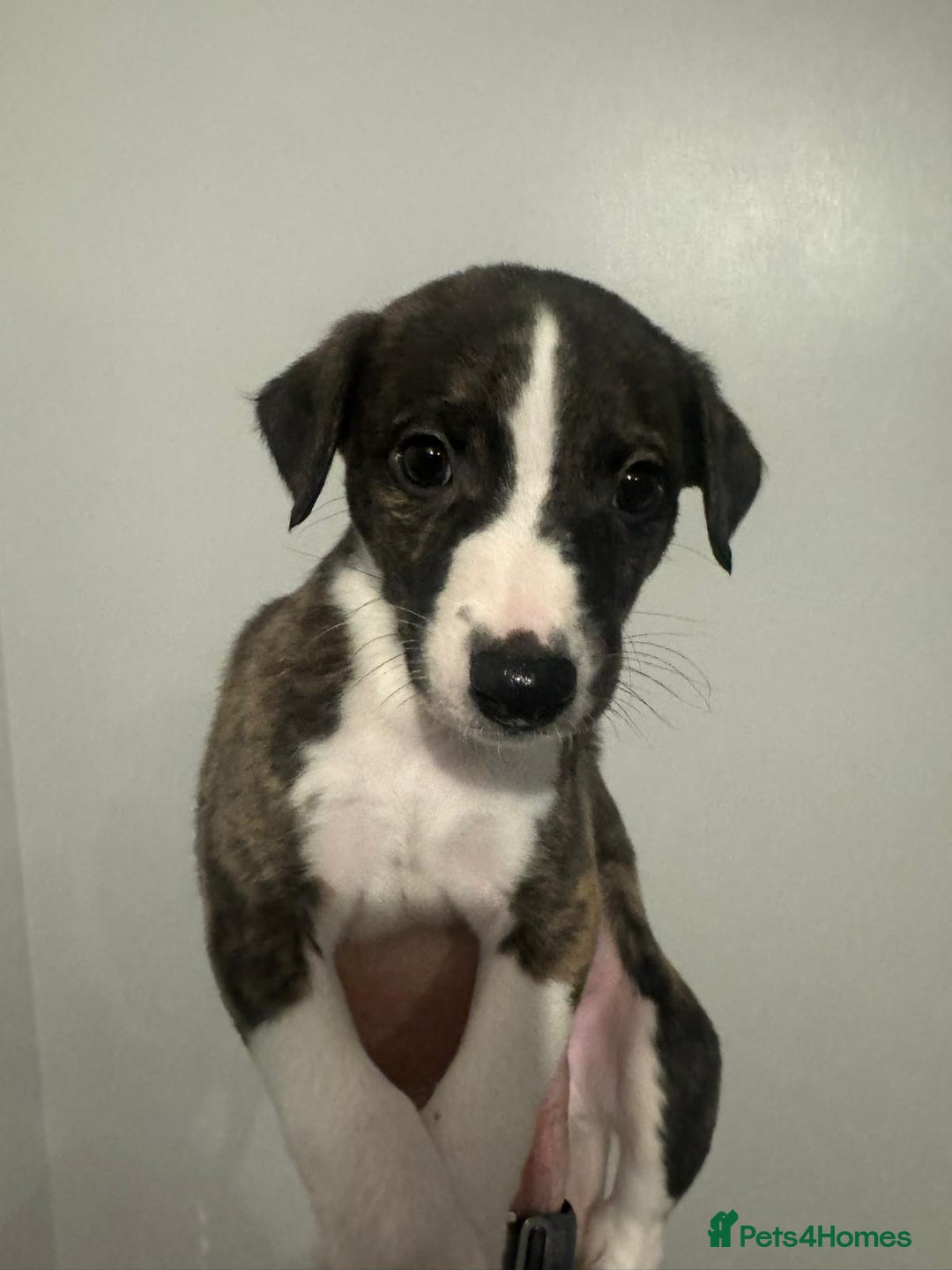 Whippet dogs for sale: Male Brindle and White party Whippet  - Advert 4