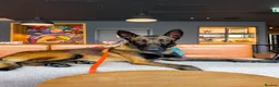 Belgian Shepherd Dog dogs for stud: Belgian malinois for stud in Newcastle upon Tyne - Advert 8