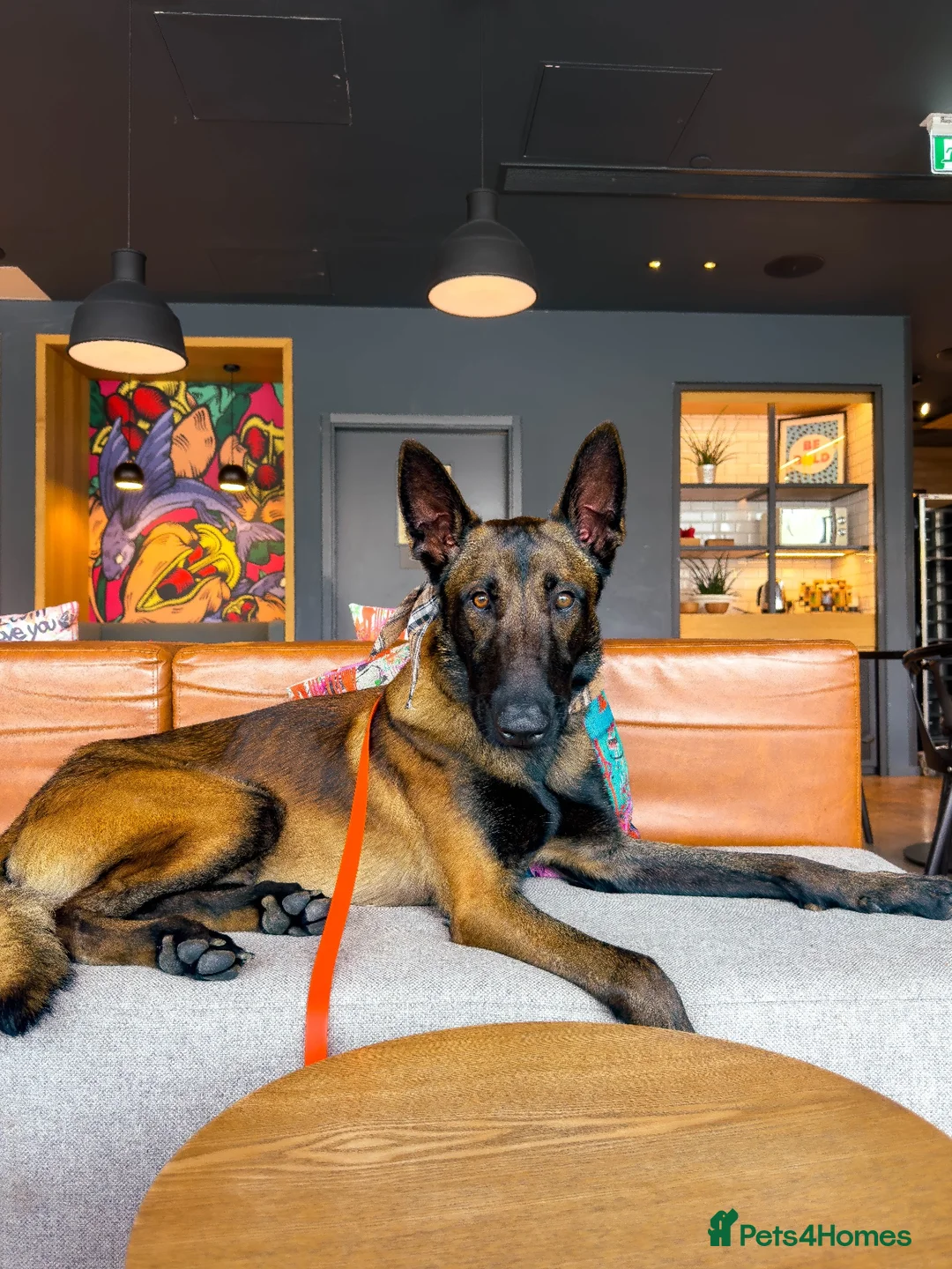 Belgian Shepherd Dog dogs for stud: Belgian malinois for stud in Newcastle upon Tyne - Advert 8