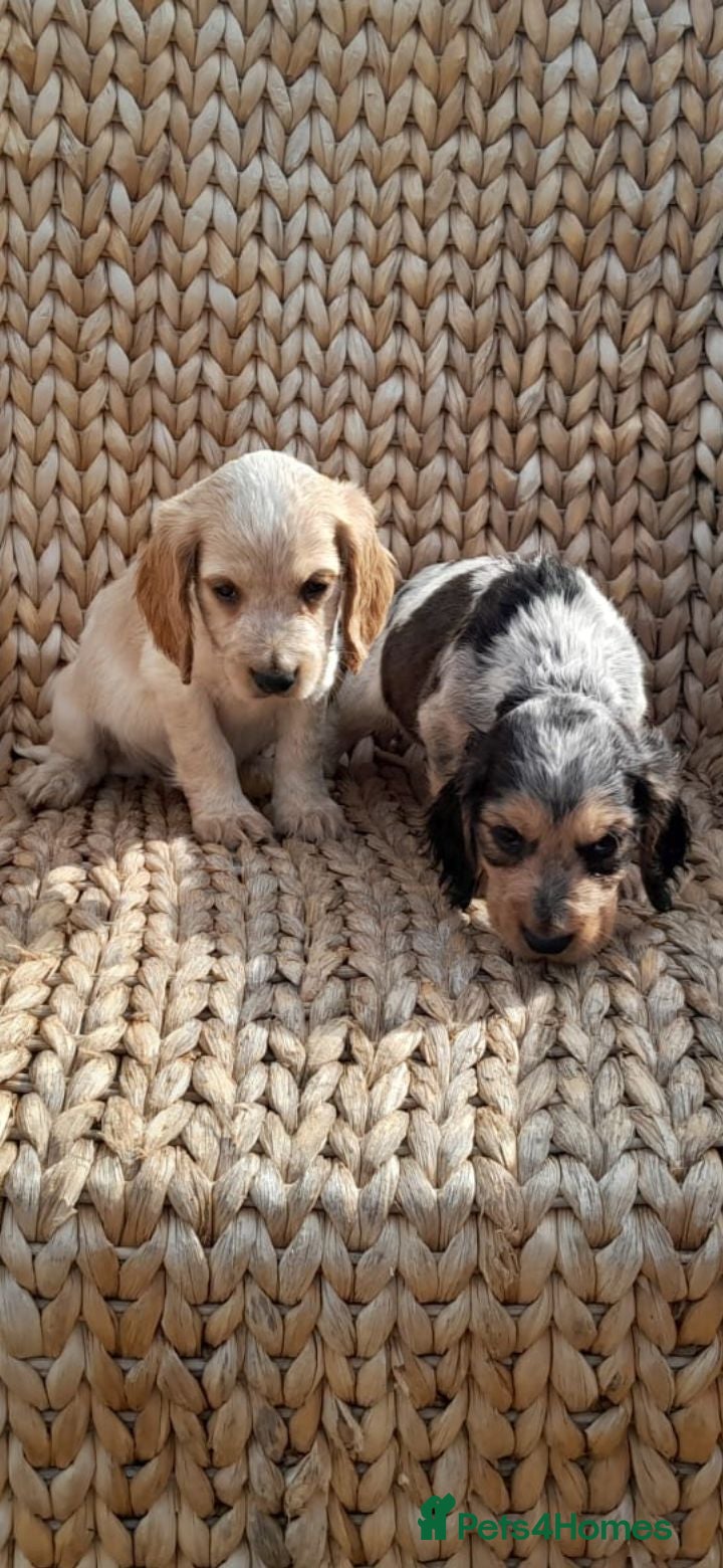 Cocker Spaniel dogs SHOW TYPE COCKER SPANIEL PUPPIES  - Advert 14