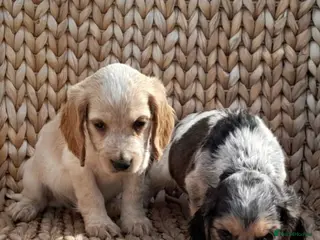 Cocker Spaniel dogs SHOW TYPE COCKER SPANIEL PUPPIES - Advert 14