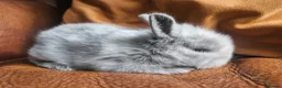 Cashmere Lop rabbits for sale: Two rabbits must go together 60 for both - Advert 1