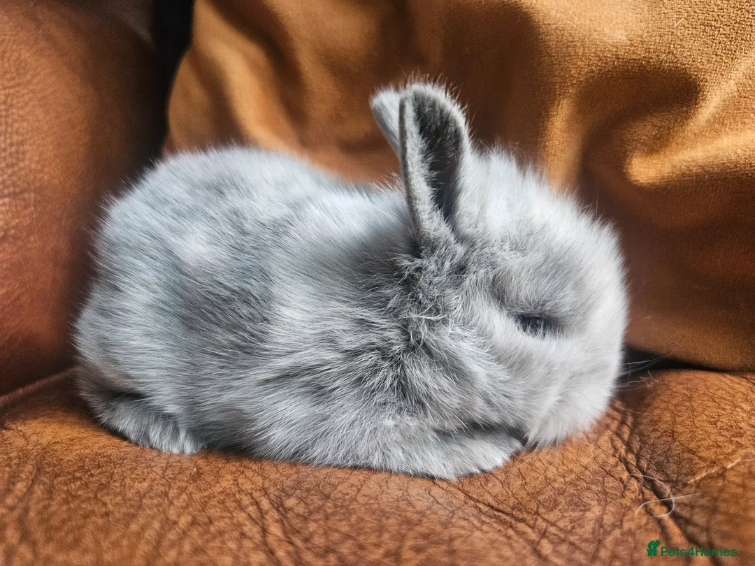 Cashmere Lop rabbits for sale: Two rabbits must go together 60 for both - Advert 1