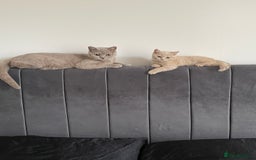 British Shorthair cats for sale: British shorthair  - Image 8