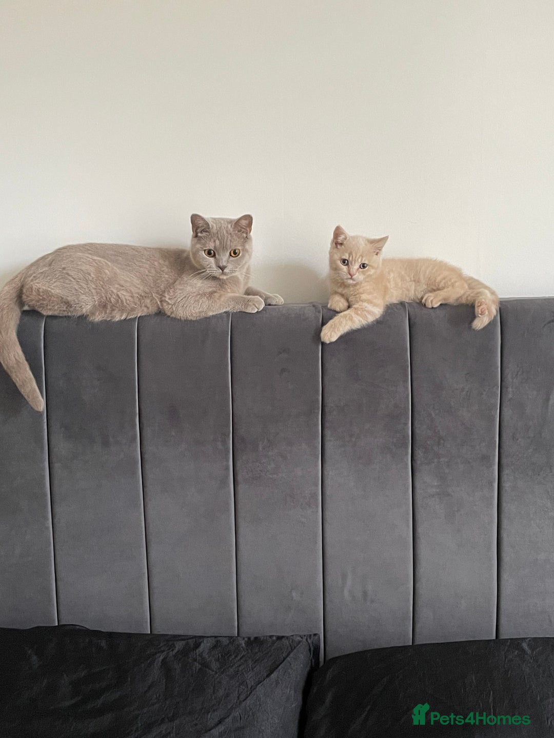 British Shorthair cats for sale: British shorthair  - Image 8