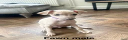 Italian Greyhound dogs for sale: Health tested KC reg Italian Greyhound Puppies  - Advert 3