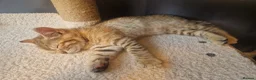 Mixed Breed cats for sale: Half bengal kittens - Advert 4