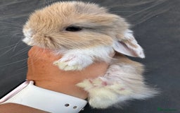 Mini Lop rabbits for sale: Pure bred min lop Babies  - Image 1