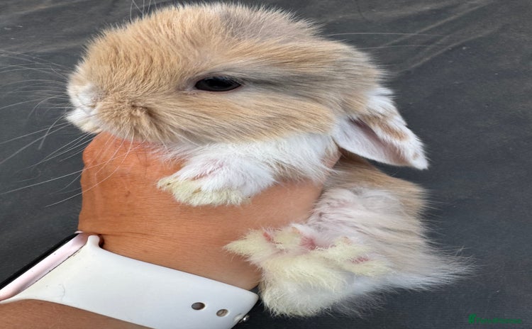 Mini Lop rabbits - Advert 15