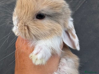 Mini Lop rabbits - Advert 17
