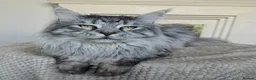 Maine Coon cats for sale: Beautiful Maine coon kittens  - Advert 7