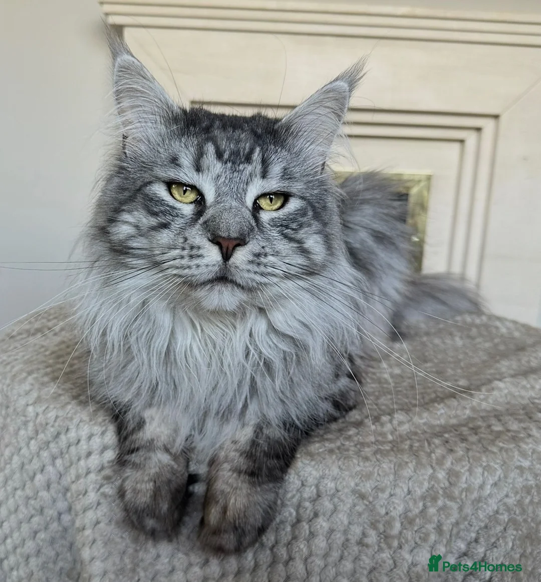 Maine Coon cats for sale: Beautiful Maine coon kittens  - Advert 7