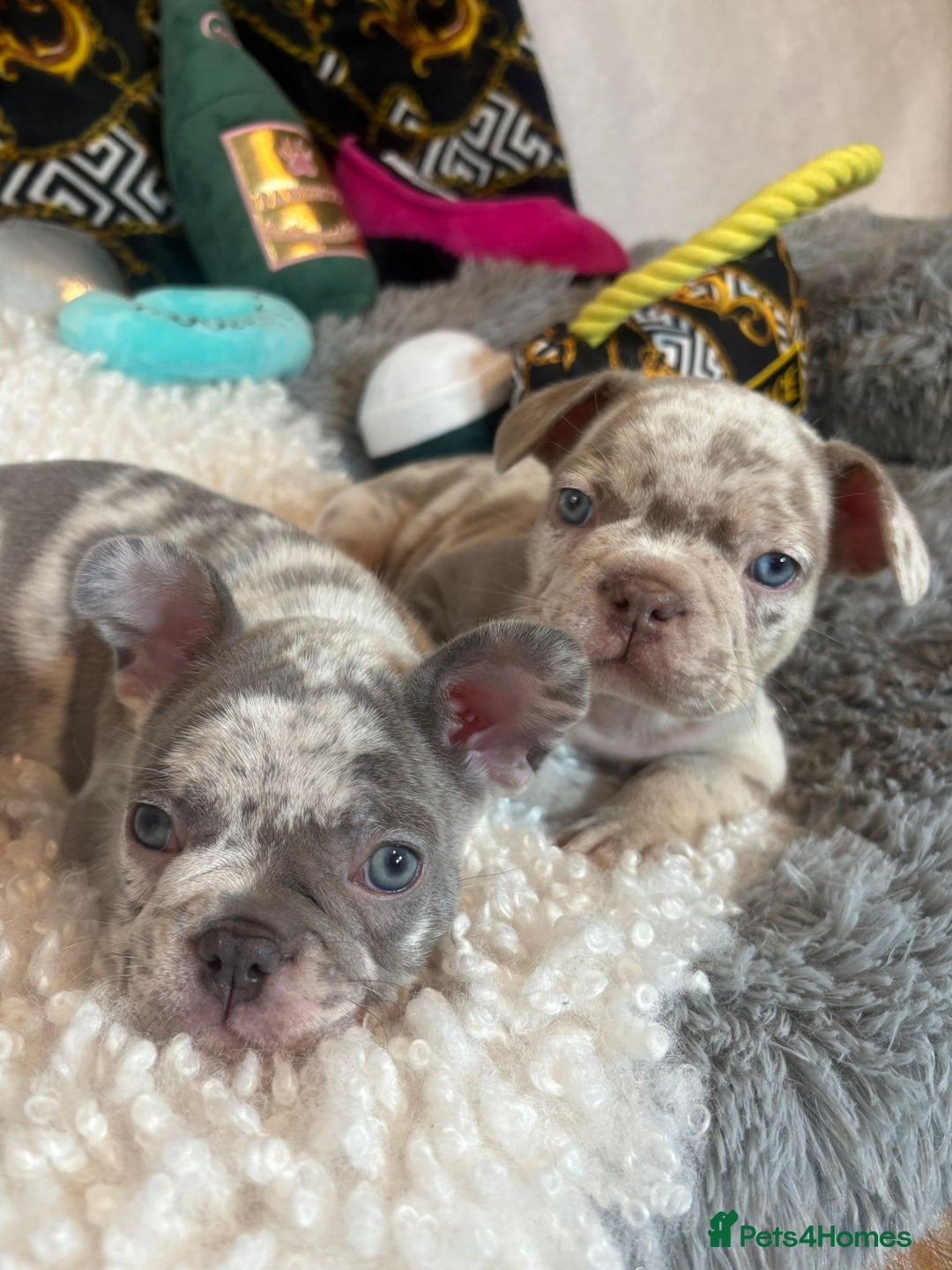 French Bulldog dogs for sale: Stunning Newshade French Bulldog Puppies - Image 9