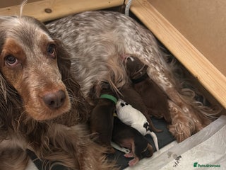 Cocker Spaniel dogs Beautiful Sable Cocker Spaniels Ready New Year - Advert 6
