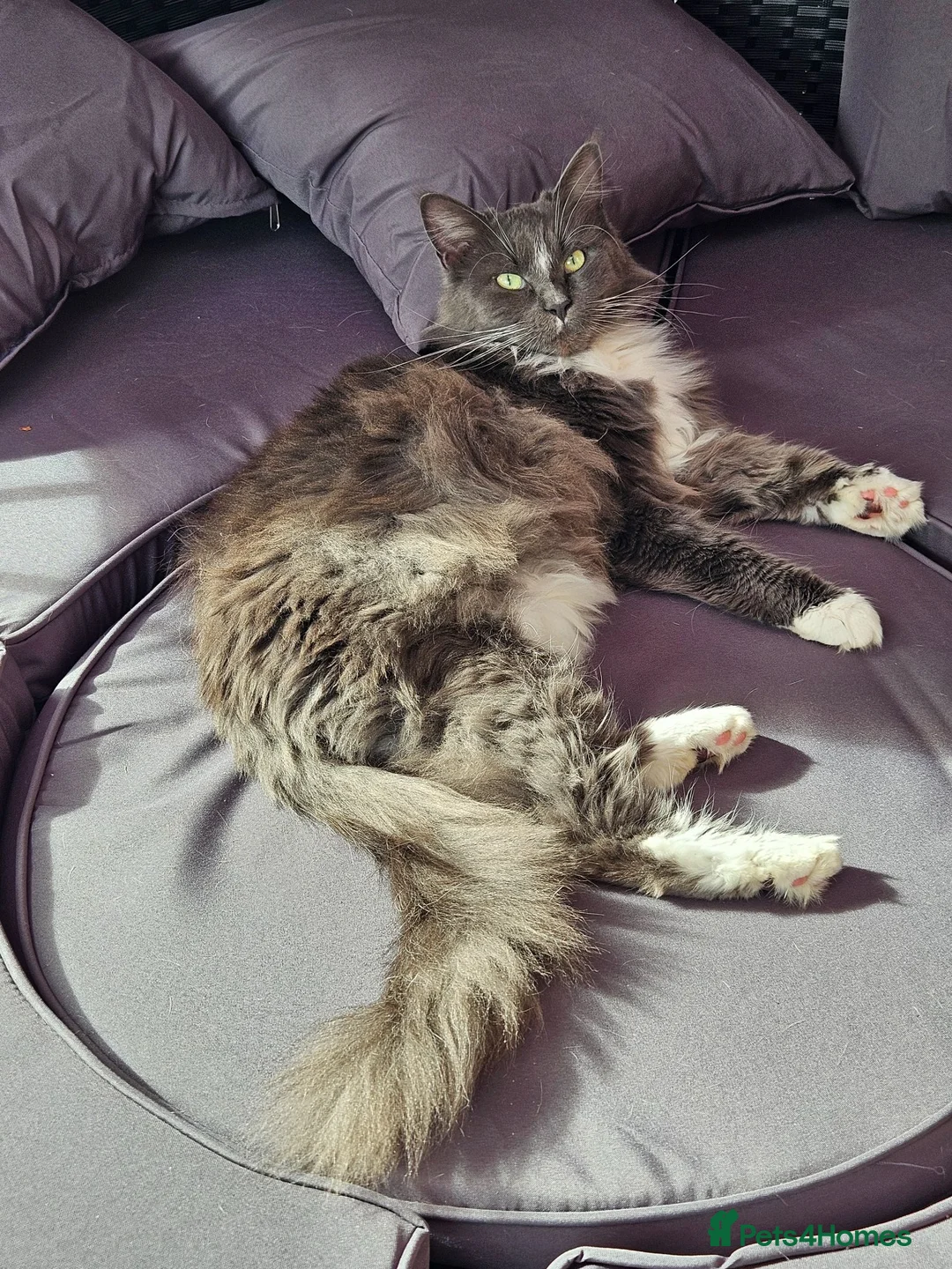 Mixed Breed cats for sale: Maine Coon cross domestic long hair  - Advert 2