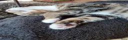 Mixed Breed cats for sale: Kitten - Advert 7