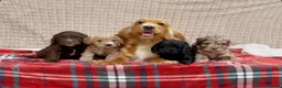 Cockapoo dogs for sale: STUNNING COCKAPOO PUPPIES READY NOW - Advert 1